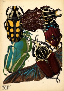 beetles pochoir by Seguy, early 1900s